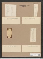 Navicula sp. (de-Toni-Nr.: Genus 1) Zeichnungen Sammlung Grunow Nr. 1480 (NHMW-BOT-W0368494)